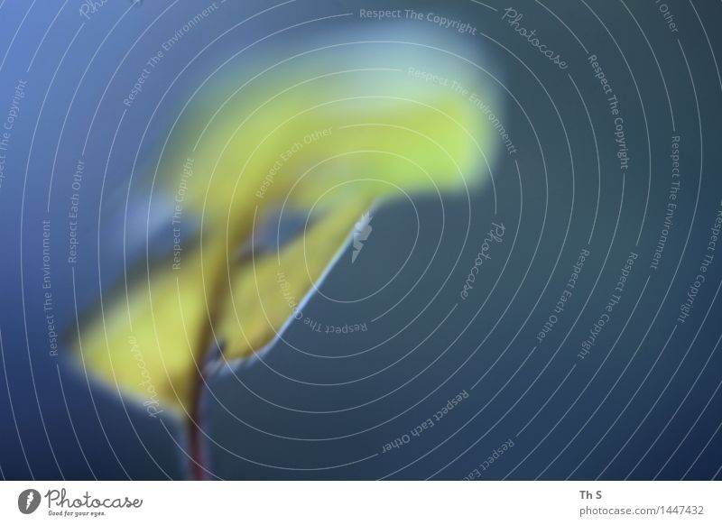 Blatt Natur Pflanze Herbst Winter Bewegung ästhetisch authentisch einfach elegant natürlich blau grün Gelassenheit geduldig ruhig einzigartig harmonisch schön