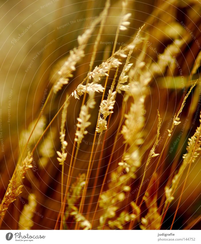 Gras Licht grün Staubfäden Pollen Stengel Halm Ähren glänzend schön weich Rauschen Wiese zart beweglich sensibel federartig Weide Frieden sanft Pflanze Farbe