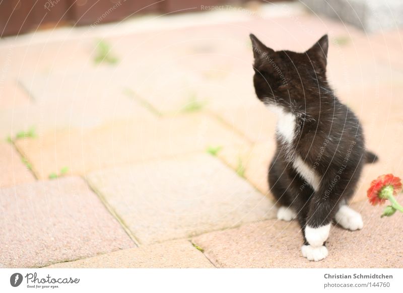 miez Hauskatze Katze Blume Stein schwarz weiß Ohr Säugetier