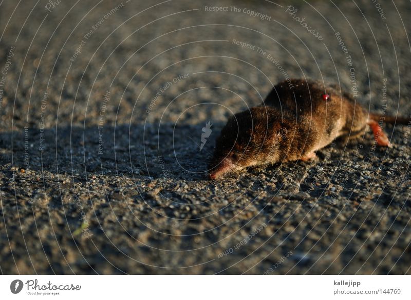 auf der strecke geblieben Maulwurf Opfer Opfergaben Tod Ende Fußweg Straße Blut Tier Computermaus Maus Lebewesen Nagetiere Fell blind schwarz Schatten Pfote