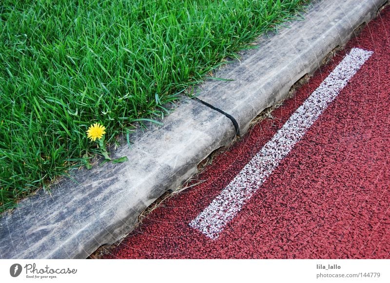 Laufeindruck Gras Rasen Sportrasen Pflanze Laufbahn Rennbahn Leichtathletik Linie Löwenzahn Blume Spielen Freizeit & Hobby Spielfeldbegrenzung quer diagonal