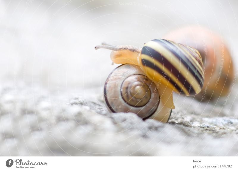 drunter und drüber Schnecke Schneckenhaus gelb Spirale aufwärts rund Kreis hell Hürde Tier