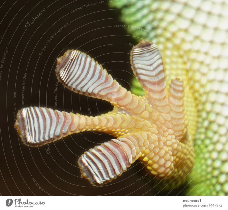 walk on glas Tier Wildtier Zoo 1 hängen sitzen lustig nah grau grün echse echsen geckoartige Gecko schuppen squamata kleben Farbfoto mehrfarbig Innenaufnahme