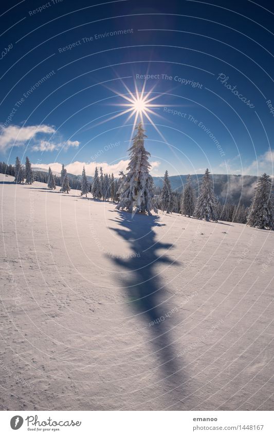 Sterntanne Ferien & Urlaub & Reisen Ausflug Freiheit Winter Schnee Winterurlaub Berge u. Gebirge wandern Natur Landschaft Luft Himmel Sonne Klima Schönes Wetter