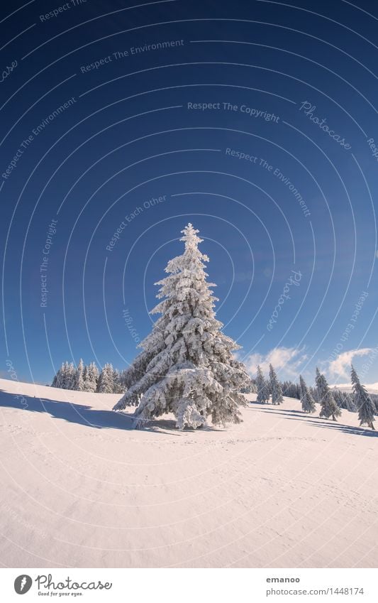 Weihnachtsbaum Ferien & Urlaub & Reisen Ausflug Winter Schnee Winterurlaub Berge u. Gebirge wandern Natur Landschaft Luft Himmel Klima Wetter Eis Frost