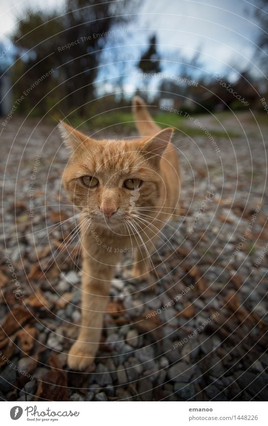 Hofkatze Häusliches Leben Garten Himmel Tier Haustier Katze Tiergesicht Fell Pfote 1 Stein laufen Blick Aggression bedrohlich listig weich Gefühle Vertrauen