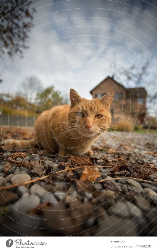 Hauskatze Lifestyle Häusliches Leben Garten Natur Erde Himmel Wolken Einfamilienhaus Platz Tier Haustier Katze 1 Stein Blick warten Neugier niedlich Tiger