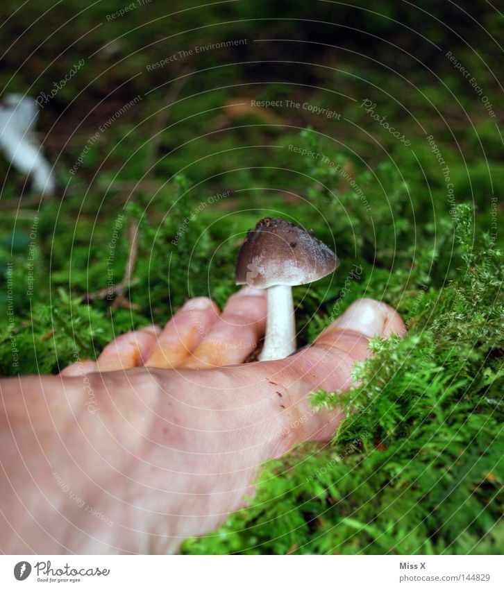 Fußpilz Farbfoto Außenaufnahme Herbst Moos dreckig grün weiß Zehen Pilz bleich Waldboden Suche Schlamm Barfuß