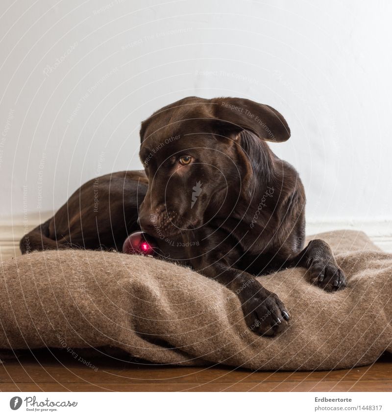 Jingle Bells Tier Haustier Hund Labrador 1 Bewegung liegen Spielen schön braun Freude Jagdhund Platz Decke Farbfoto Gedeckte Farben Innenaufnahme Studioaufnahme