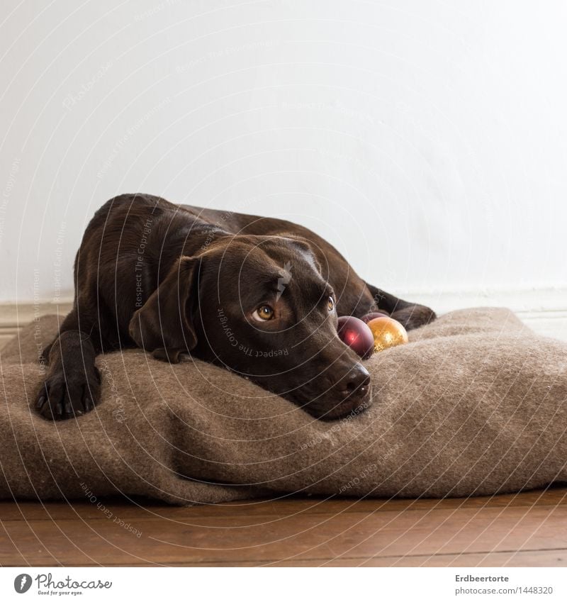 Schätze hüten Tier Haustier Hund Labrador Jagdhund beobachten liegen warten schön braun Tierliebe Wachsamkeit Gelassenheit geduldig Weihnachten & Advent