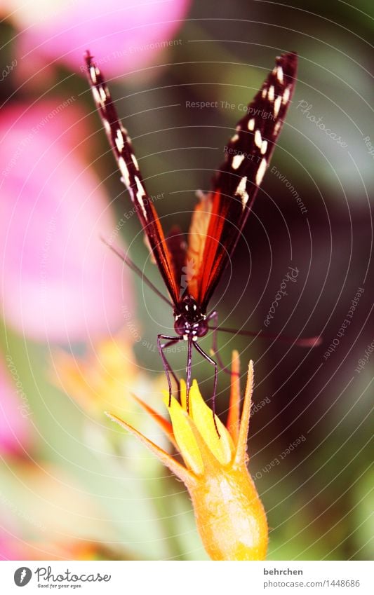 (blüten)staubsauger Natur Pflanze Tier Frühling Sommer Schönes Wetter Blume Blatt Blüte Garten Park Wiese Wildtier Schmetterling Tiergesicht Flügel 1 Blühend