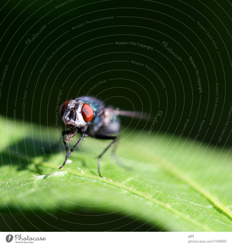 Fly Insekt Facettenauge frontal glänzend Reinigen Blatt grün Licht Fleischfliege Tier Makroaufnahme Nahaufnahme Sommer Fliege fliegen Flügen Blick Vorderseite