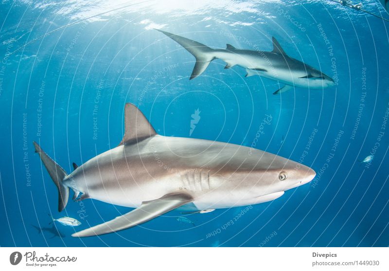 Karibischer Riffhai Riffhaie Hai-Tauchen Bahamas Meer Fisch Tier Unterwasseraufnahme Wasser Natur marin blau tropisch Tierwelt Hintergrund tief Korallen wild