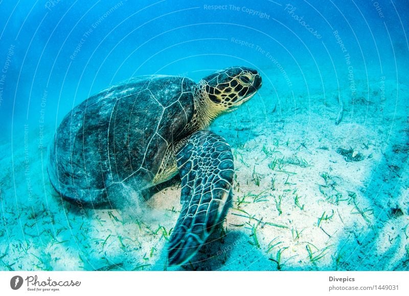 Meeresschildkröte tauchen Tier Wildtier Fisch Schwimmen & Baden authentisch außergewöhnlich gut schön wild grün Gefühle Schildkröte Farbfoto mehrfarbig