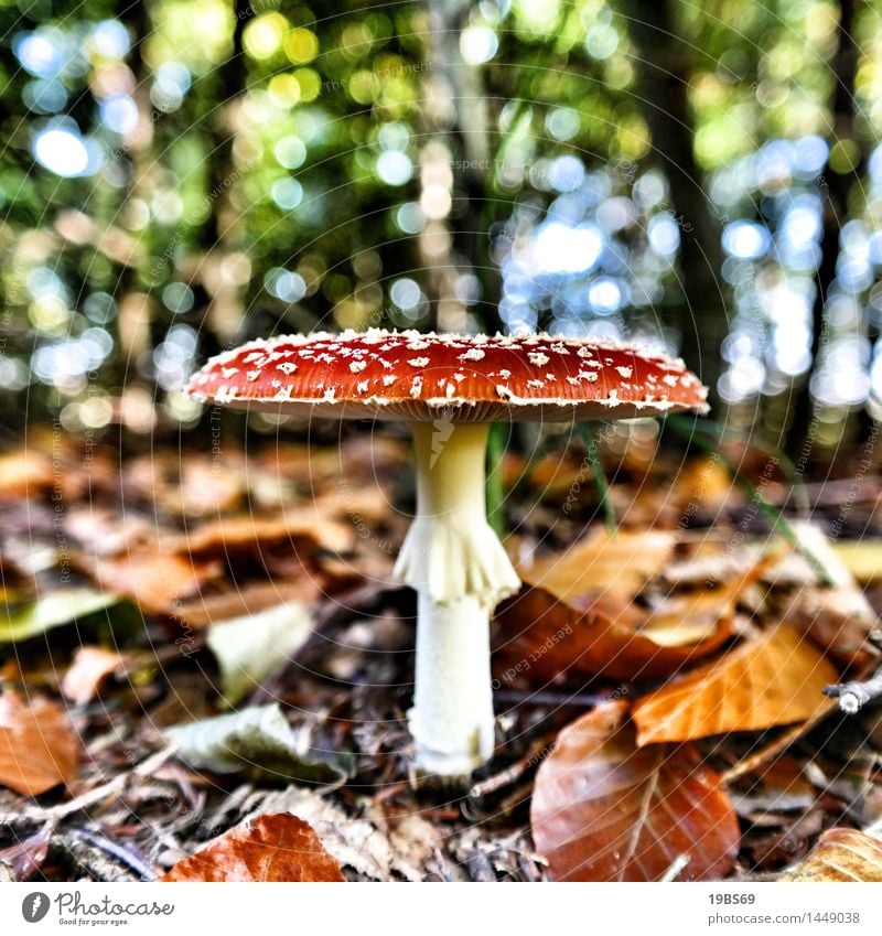 Der Fliegenpilz Umwelt Natur Herbst Pflanze Wildpflanze Wald rot Giftpilz Farbfoto mehrfarbig Außenaufnahme Nahaufnahme Muster Strukturen & Formen Menschenleer