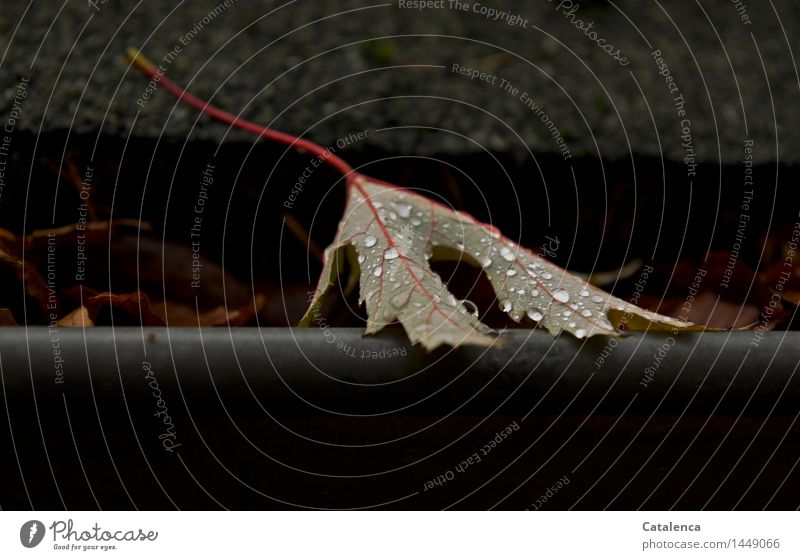 Abschied, nasses Ahornblatt Pflanze Wassertropfen Herbst schlechtes Wetter Regen Blatt Gartenhaus Dachrinne einfach glänzend braun gelb rot schwarz