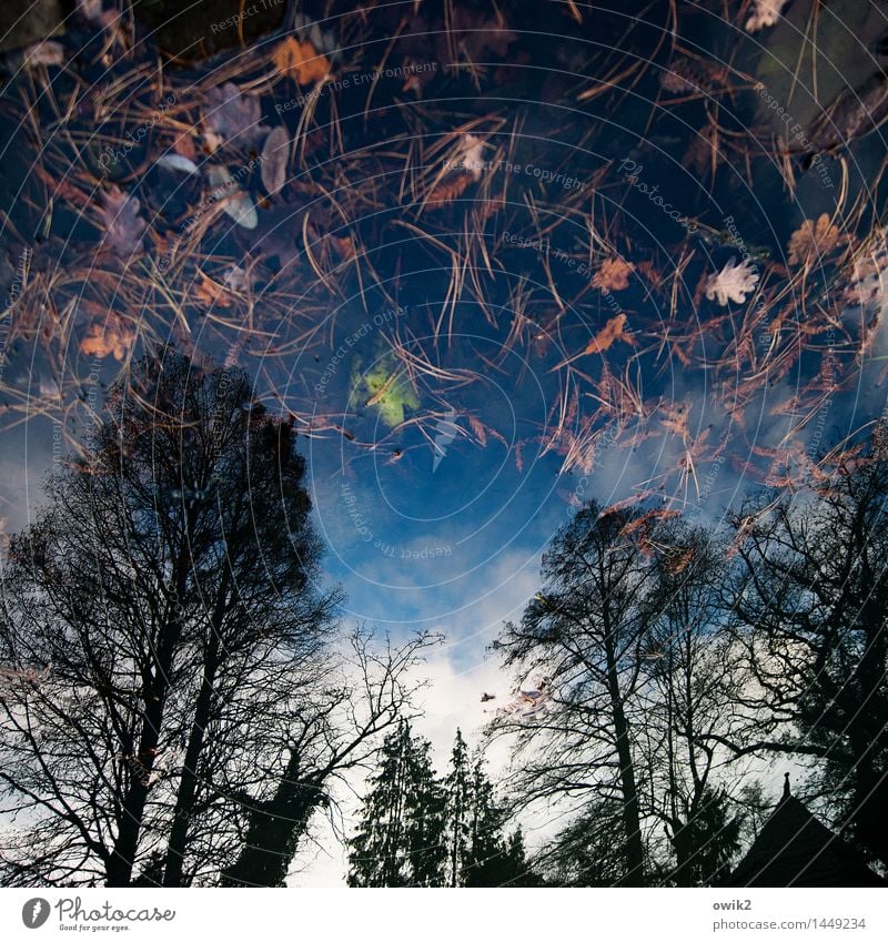 Oben / unten Umwelt Natur Landschaft Pflanze Wasser Himmel Wolkenloser Himmel Schönes Wetter Baum Wildpflanze Blatt Zweige u. Äste Bewegung Schwimmen & Baden