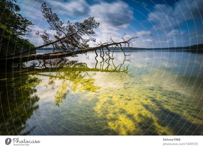 Sonnenbeschienener Strand mit toten Baum Umwelt Natur Landschaft Pflanze Sand Wasser Himmel Wolken Horizont Sommer Wetter Schönes Wetter Wärme Sträucher Moos