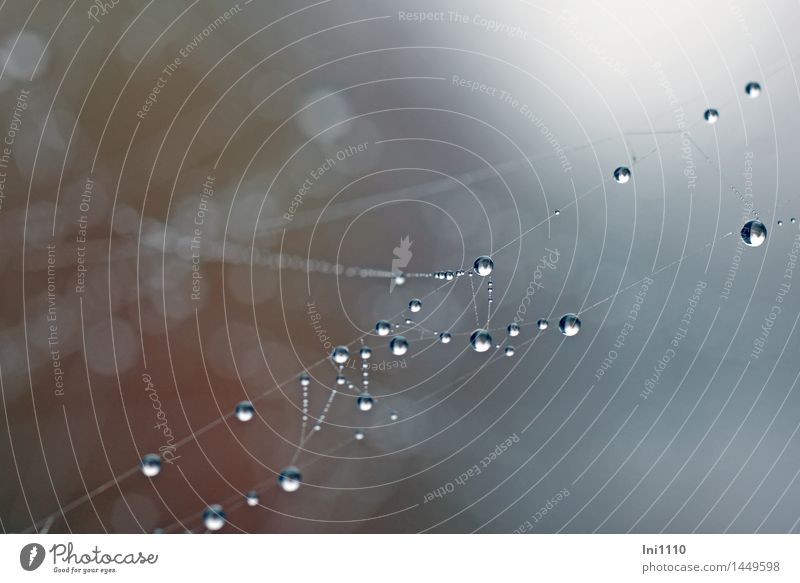 Spinnenfäden mit Tautropfen Umwelt Natur Landschaft Luft Wassertropfen Himmel Herbst Nebel Garten Park Wiese Moor Sumpf entdecken hängen leuchten