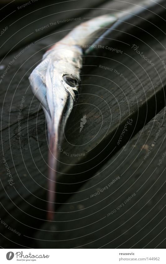 Pfeil & Rogen Meer Angeln Gebiss Fisch Hecht Horn Spitze Maul