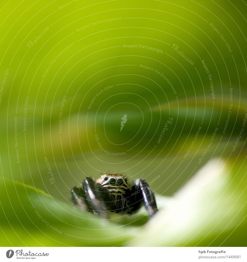 Springspinne Natur Tier Spinne 1 entdecken Fressen elegant grün Vorfreude Begeisterung Sympathie Freundschaft Tierliebe Überraschung Schüchternheit Ekel