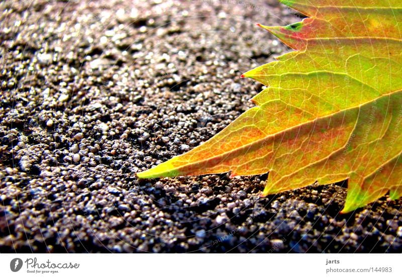 autumnal Herbst Blatt Herbstlaub Straße Wege & Pfade mehrfarbig Farbe herbstlich jarts