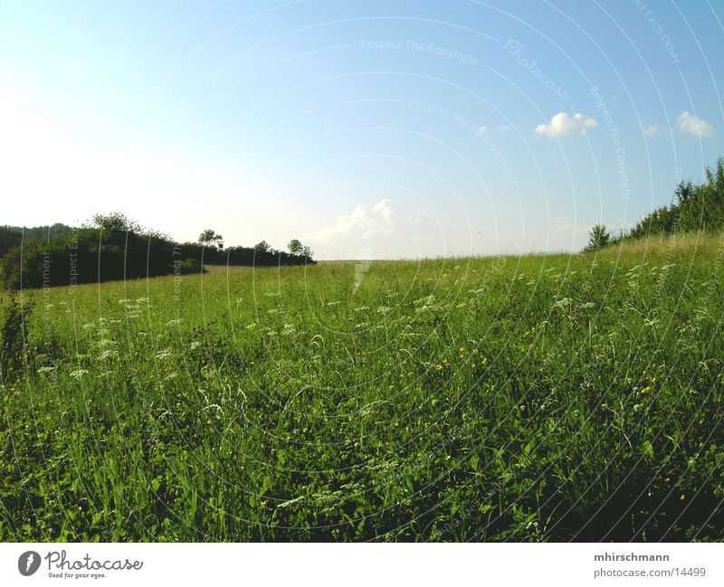 win xp Wolken Wiese Feld grün Sträucher Blume Berge u. Gebirge Himmel Erde blau