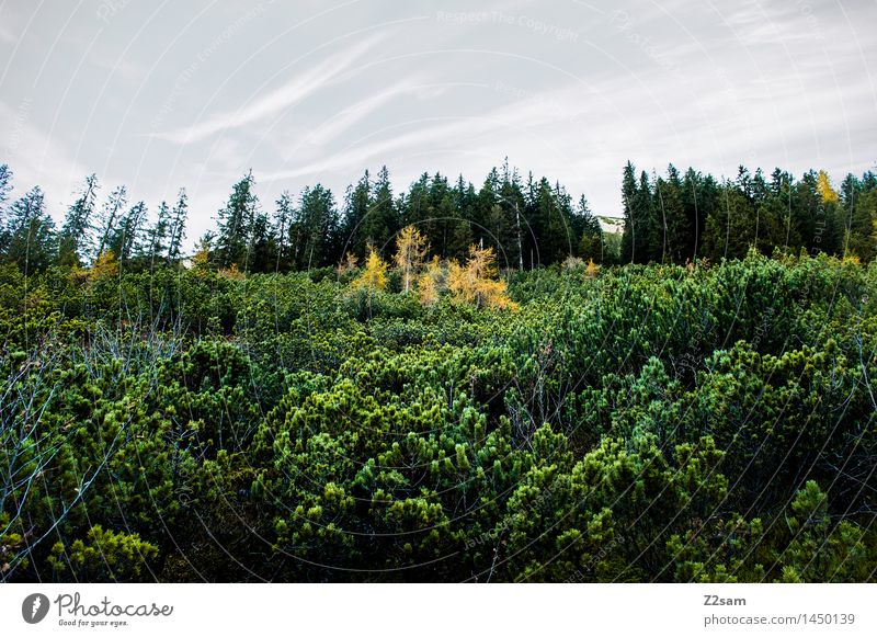 Schöne Tristesse wandern Umwelt Natur Landschaft Himmel Herbst Wetter schlechtes Wetter Baum Sträucher Alpen Berge u. Gebirge frisch gigantisch kalt nachhaltig