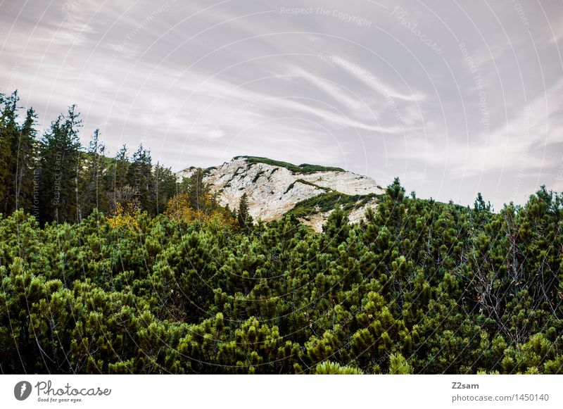 Schöne Tristesse Freizeit & Hobby wandern Natur Landschaft Herbst schlechtes Wetter Baum Sträucher Felsen Alpen Berge u. Gebirge Gipfel gigantisch kalt