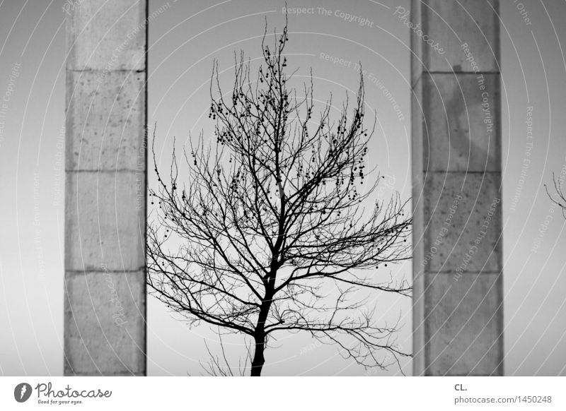 baum Umwelt Natur Himmel Wolkenloser Himmel Schönes Wetter Baum Architektur Mauer Wand Säule eckig ästhetisch Zufriedenheit komplex Schwarzweißfoto