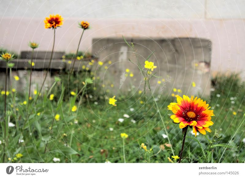 Makroversuch Blume Makroaufnahme Wiese Blumenbeet rund Gras Rasen Vorgarten Astern Anemonen Stiefmütterchen Gärtner Mörder Garten Gartenbau Sommer riesenmakro