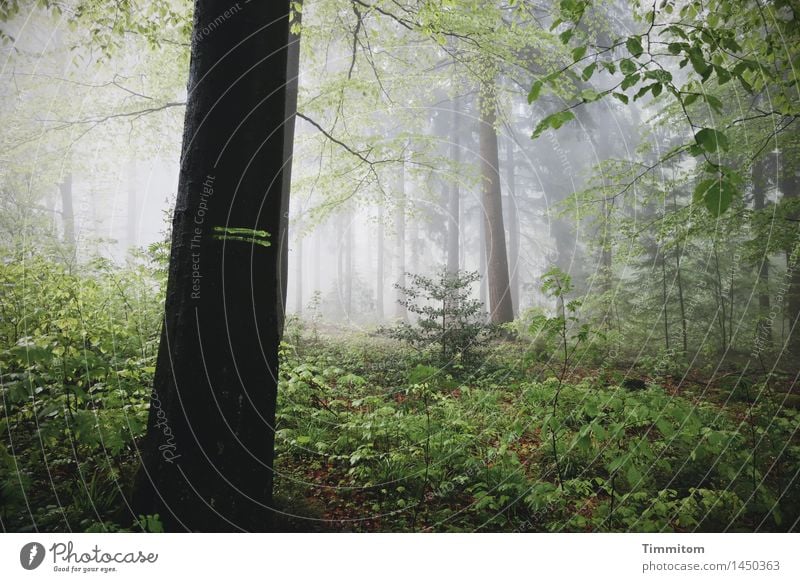 Markiert. Umwelt Natur Pflanze Herbst Nebel Baum Wald dunkel natürlich grau grün schwarz Gefühle bedrohlich Markierungslinie Farbfoto Außenaufnahme Menschenleer