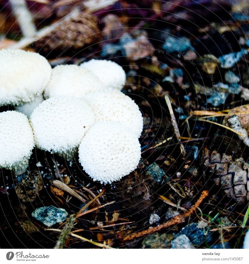 Flaschenstäubling Bovisten Sammlung essbar Ernährung Gift Waldboden Herbst Giftpflanze Wachstum Blatt roh Tannennadel lecker Gemüse Flaschenbovist Pilz mehrere