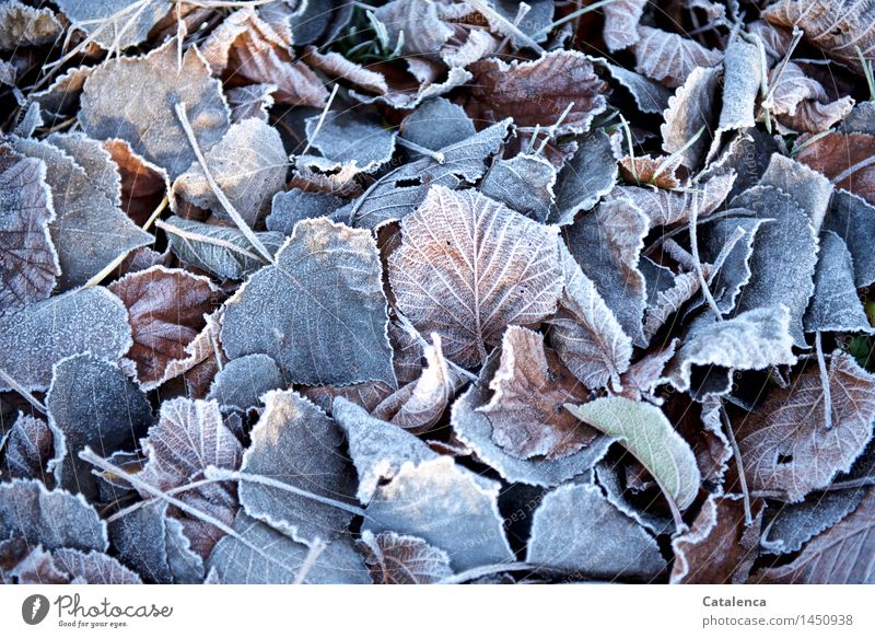 Raureif auf Laub Natur Sonnenfinsternis Sonnenlicht Schönes Wetter Garten Park Wald ästhetisch blau braun gold grau rosa silber weiß unbeständig Laubteppich