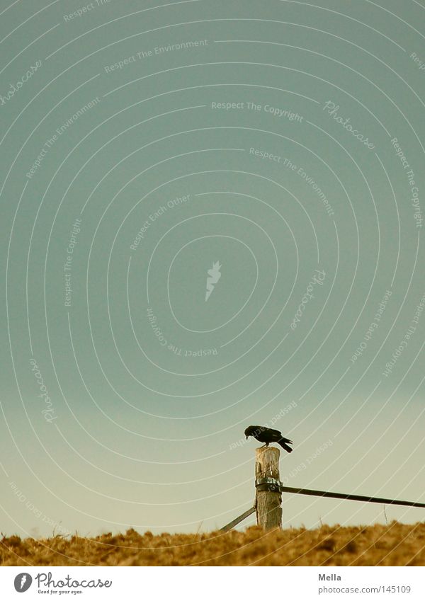 Herbst is coming Krähe Rabenvögel Aaskrähe Pfosten Zaun Feld Weide Landwirtschaft Himmel grau schlechtes Wetter sitzen hocken Einsamkeit verloren Vogel Wolken