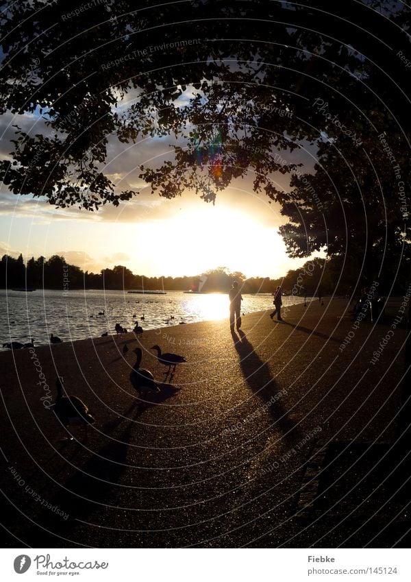 Am Ende eines Tages ... See Sonne Sonnenuntergang Himmel Wolken Wasser Wellen Promenade Park Gans Ente Vogel Schatten dunkel Licht Gold schimmern Beleuchtung