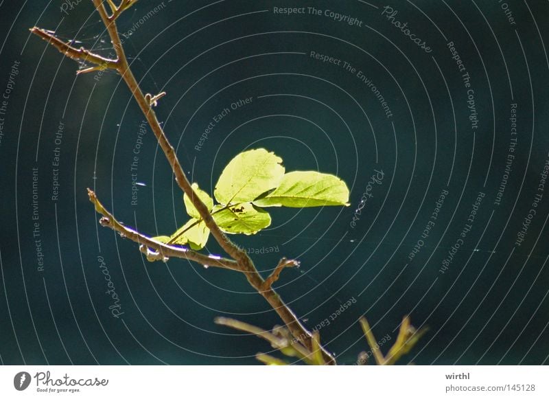 Spätsommer Blatt Gegenlicht dunkel Beleuchtung grün Einsamkeit Nahaufnahme letztes Blatt Sommer