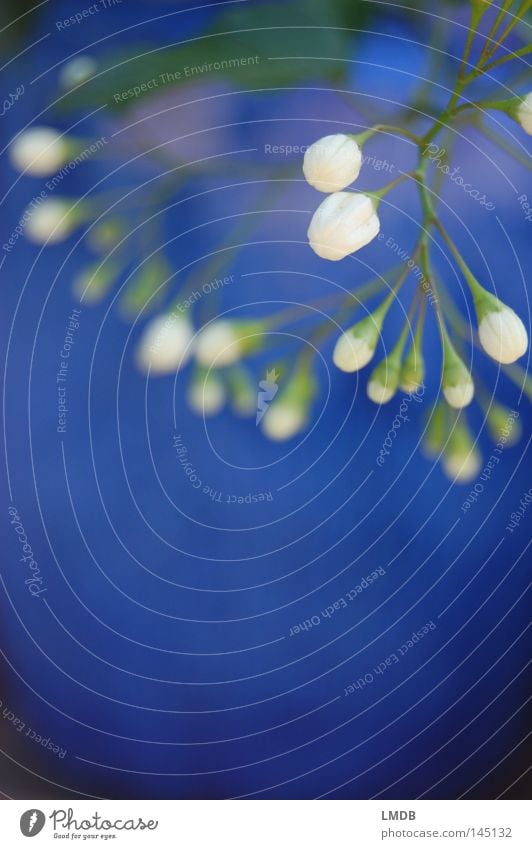 Jasmin blau-weiß Blüte geschlossen Blume Pflanze Unschärfe schwarz grün filigran zart Erwartung Neugier Frühling Wunsch Blütenknospen Stengel zögern rein