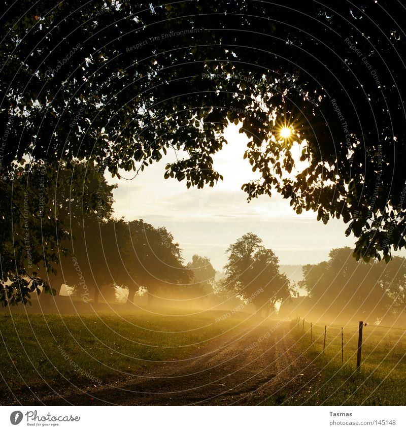 Morgennebel Nebel krabbeln Sonne gold Straße Baum Geäst Zweige u. Äste Zaun Zaunpfahl Herbst