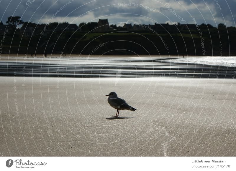 einsame Möwe Vogel Strand Sand Wasser Meer Ebbe Gezeiten Reflexion & Spiegelung Gegenlicht Schatten Küste Haus Felsen Wolken Ebene Bretagne Frankreich