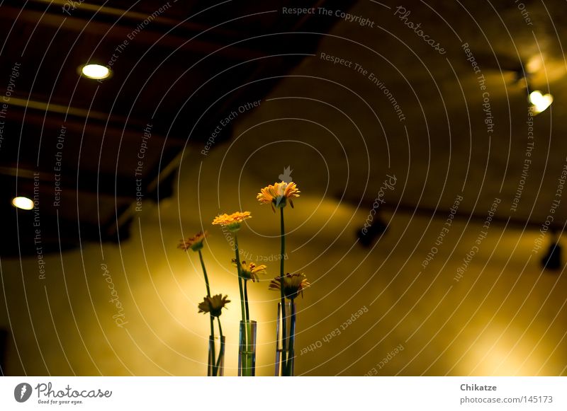 Flowers. Pflanze Blume gelb Vase Gastronomie Licht Schatten gemütlich harmonisch schön Kneipe