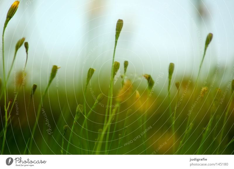 Wiese Gras Blume Blütenknospen Natur Himmel Sommer Physik Wachstum gedeihen Umwelt Pflanze zart fein grün Farbe Wärme blau Außenaufnahme