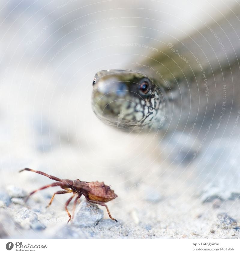 Blindschleiche Natur Tier Feld Wildtier Schlange 2 beobachten Bewegung entdecken Fressen glänzend Aggression außergewöhnlich bedrohlich klein dünn