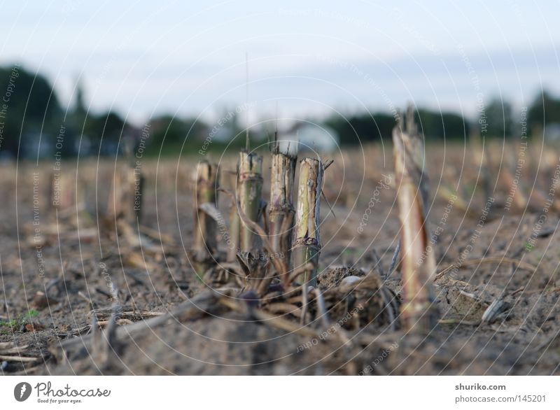 Mähdrescher Getreide Landschaft Pflanze Erde Himmel Horizont Herbst Gras Feld grau Darmstadt Deutschland Wurzel Wurzelgemüse Ernte September Maispflanzen