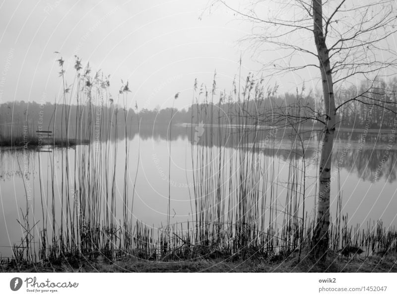 Fragille Umwelt Natur Landschaft Pflanze Wasser Himmel Wolken Horizont Schönes Wetter Baum Sträucher Wildpflanze Zweige u. Äste Birke Röhricht Seeufer Bank dünn