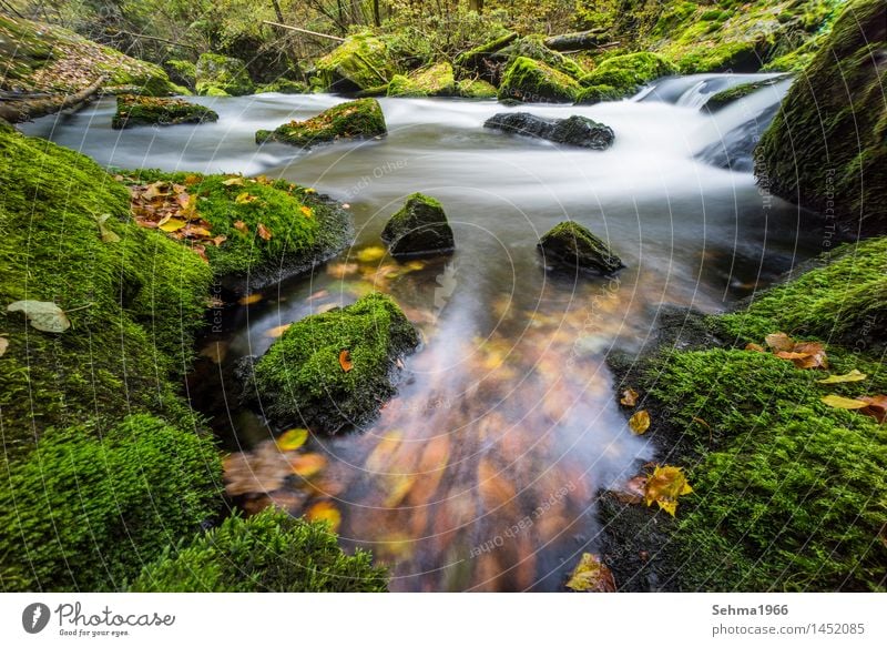 Herbstfarbenim Fluss bei langer Belichtung Umwelt Natur Landschaft Pflanze Urelemente Erde Wasser Sonne Wetter Schönes Wetter Baum Blume Gras Sträucher Moos