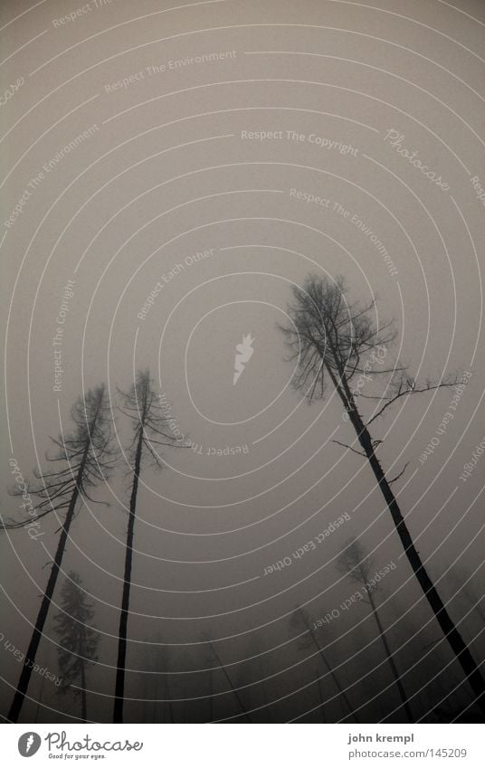 endlich herbst Herbst Baum Wald Schrecken dunkel Skelett Tod gruselig Horrorfilm Nebel Berge u. Gebirge Sturm Wind Hexe Alptraum Graz Österreich Vergänglichkeit