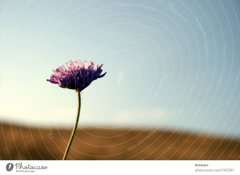 blume namenlos Blume Blüte violett Stengel Natur Pollen organisch Pflanze grün Wiese wild Romantik Sonnenuntergang Sommer Rügen Hügel Horizont Himmel blau hell