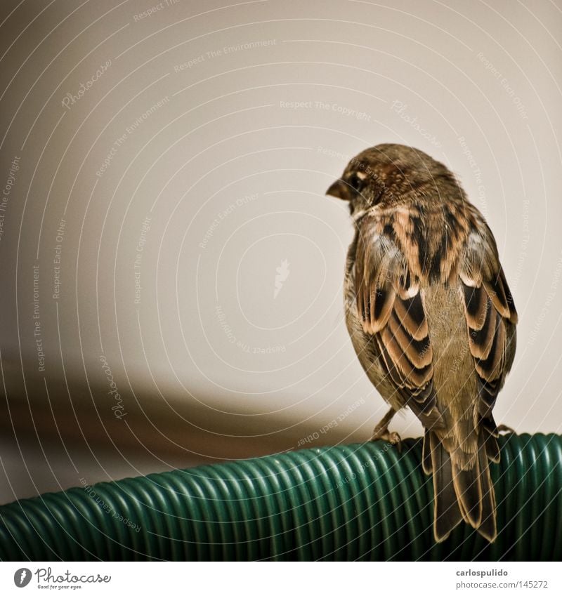 Vogel Natur Tier Feder Flügel Medien Spatz frei