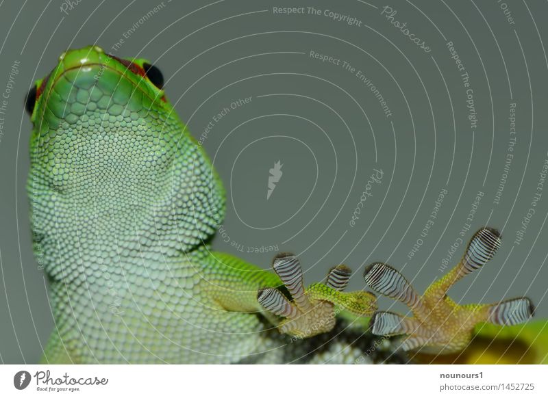 walk on glas Tier Tiergesicht Schuppen Krallen 1 Bewegung gehen Blick grün schwarz weiß Echsen geckoartig Gecko gekkonidae beobachten ruhen sauria Halbschlaf